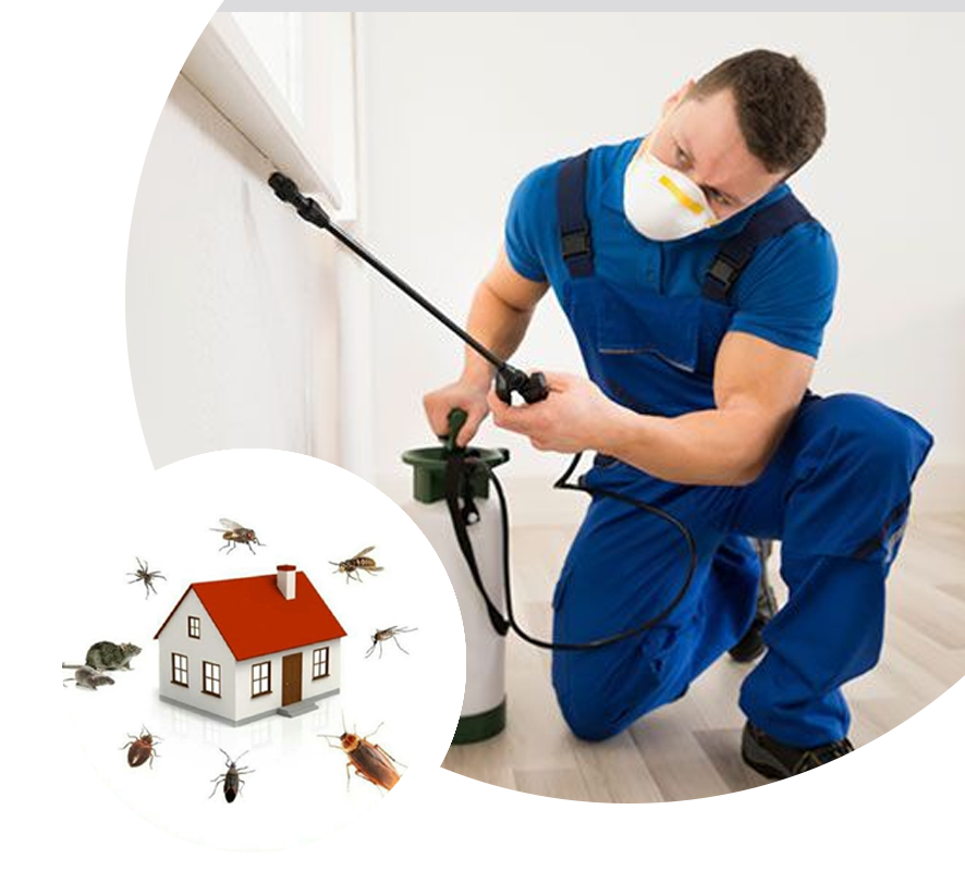 Pest Control Solutions | Residential Builders Insulation Cost